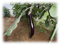 ����25�_���|�ʐ^1 028.jpg