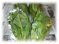 ����25�_���|�ʐ^1 024.jpg