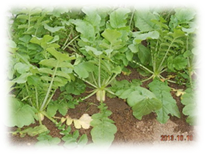 ����25�_���|�ʐ^1 032.jpg